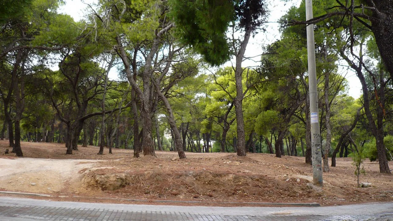 Πεύκη