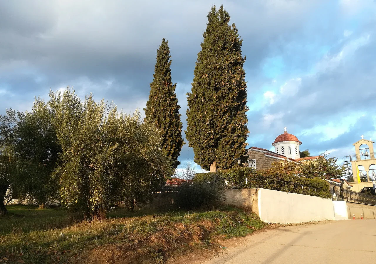 Πολυδένδρι