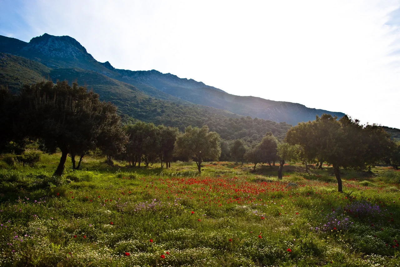 Τροιζήνα