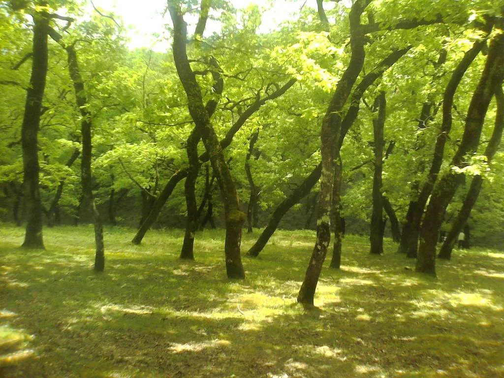 Κάπελη