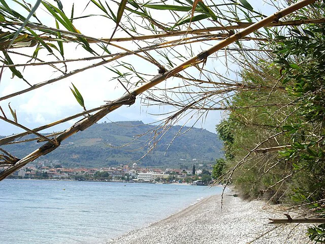 Νεραντζιές