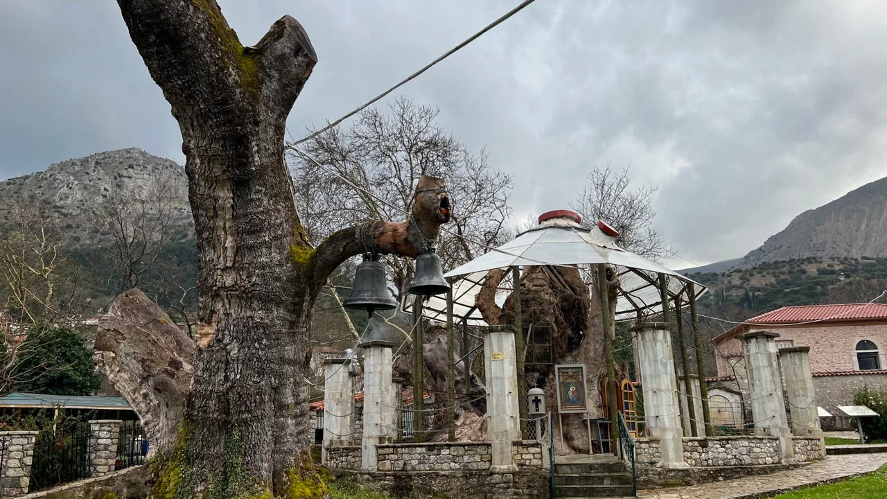 Πλατανιώτισσα
