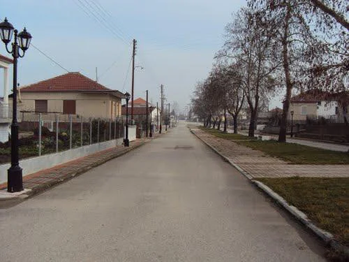 Ελιά