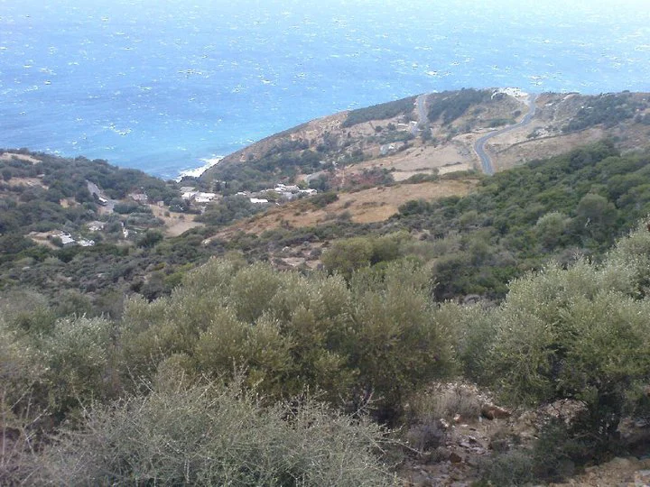 Αμυγδαλιά