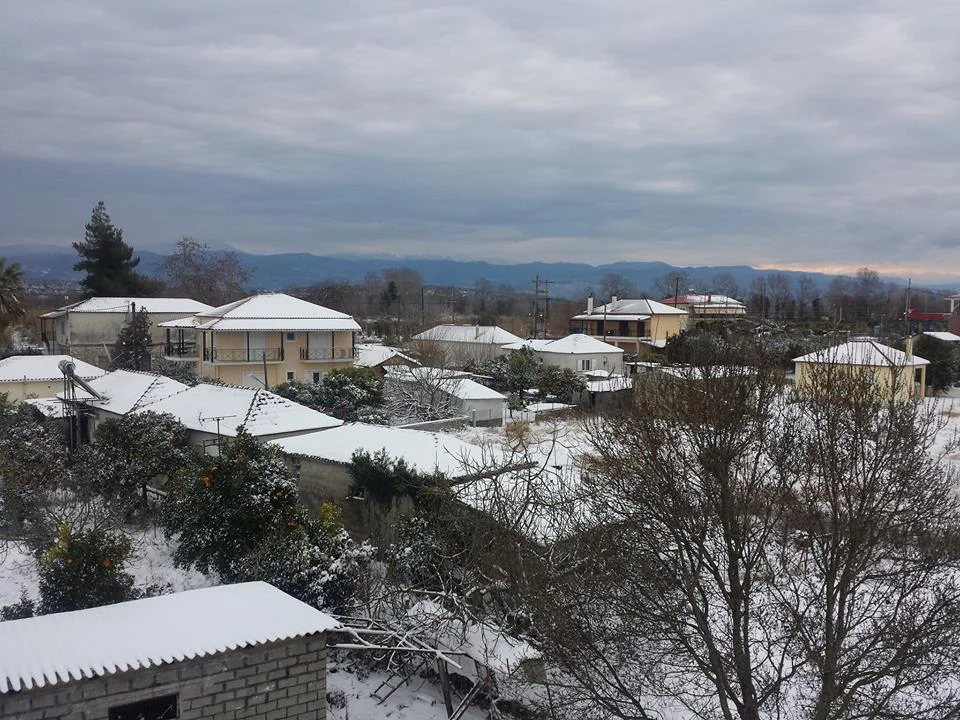 Παχυκάλαμος